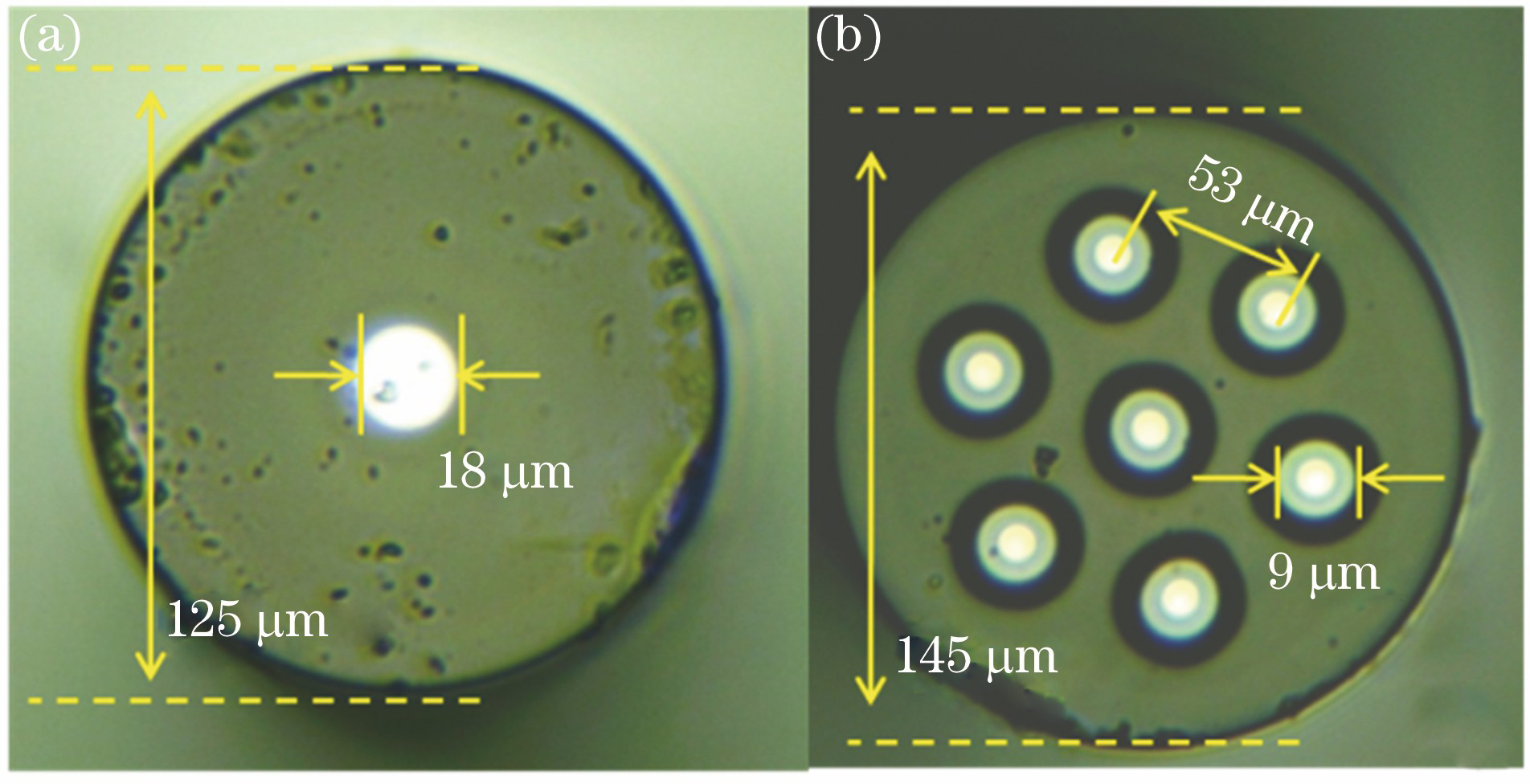 Microscope images of cross section. (a) FMF; (b) SCF