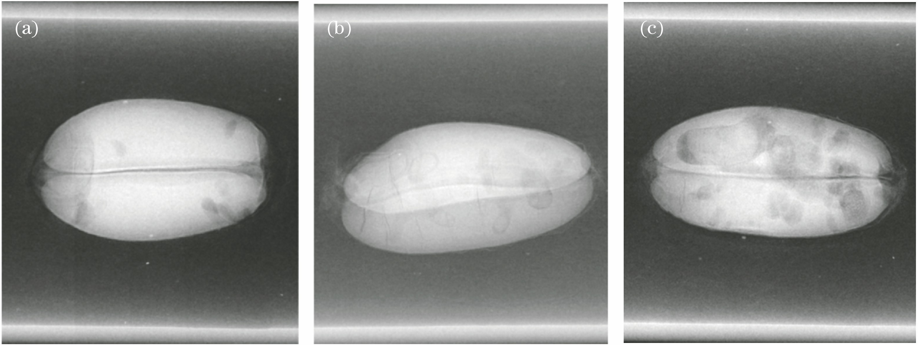 Wheat grain projection data for different infestation periods. (a) Egg stage; (b) young larval stage; (c) old larval stage