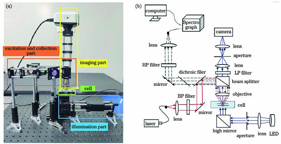 Picture and optical path of optical manipulation micro-SERS spectroscopy system. (a) Picture;(b)optical path