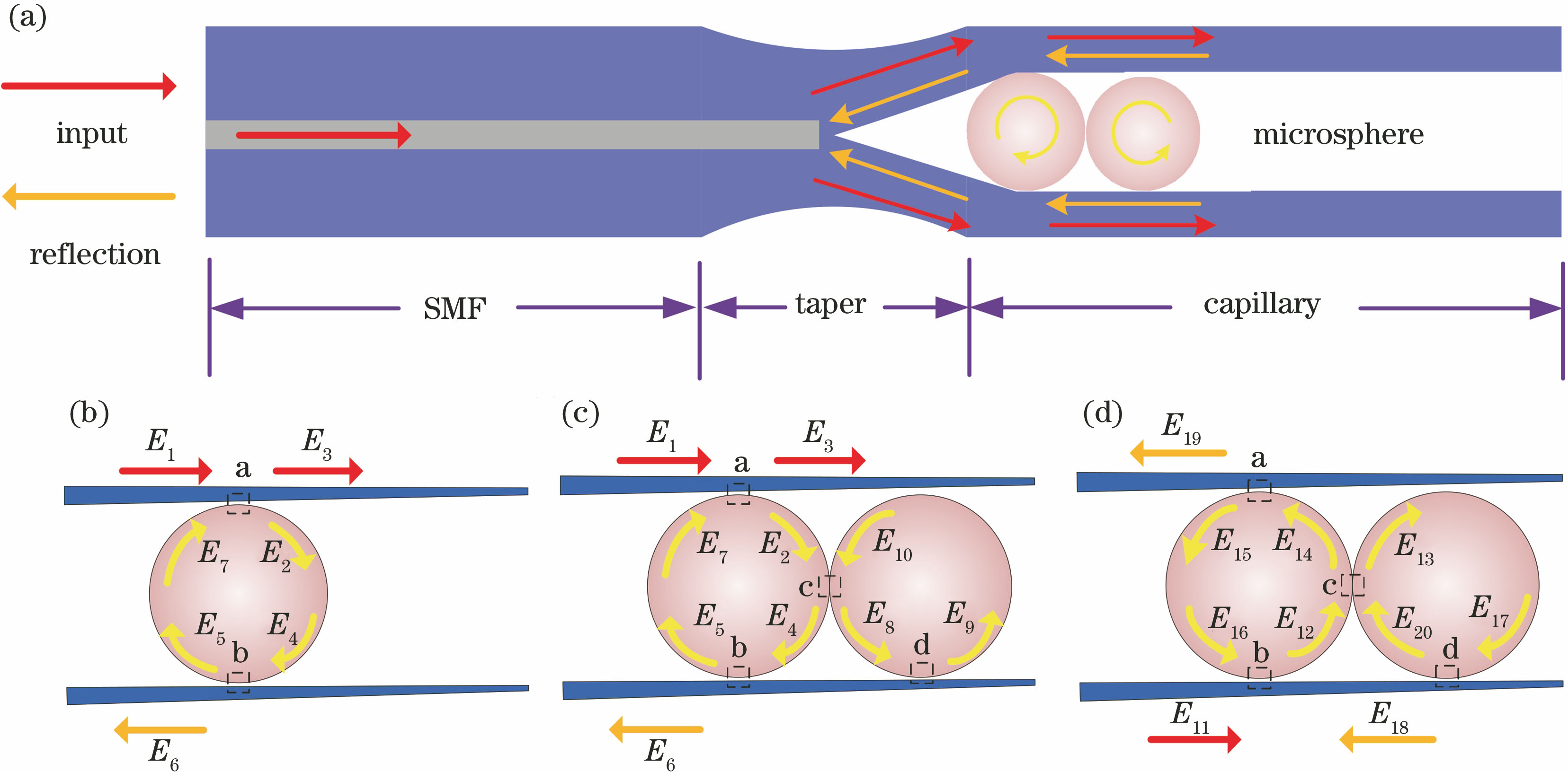 Schematic of fiber coupled double microsphere resonators, and diagrams of light propagation in microsphere resonators. (a) Schematic of fiber coupled double microsphere resonator; (b) light propagation in single microsphere resonator; (c) upper light propagation in double microsphere resonators; (d) lower light propagation in double microsphere resonators