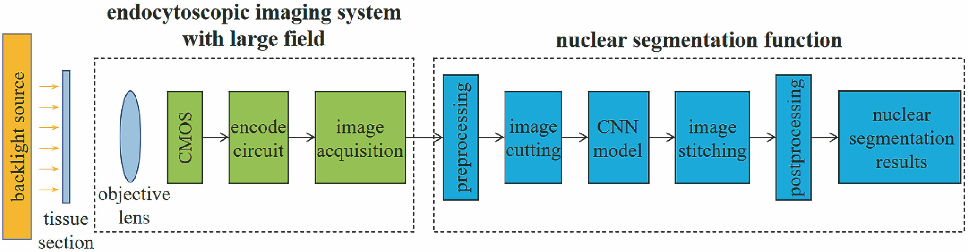 Structure of large-view field endocytoscopic imaging system with nuclear segmentation function