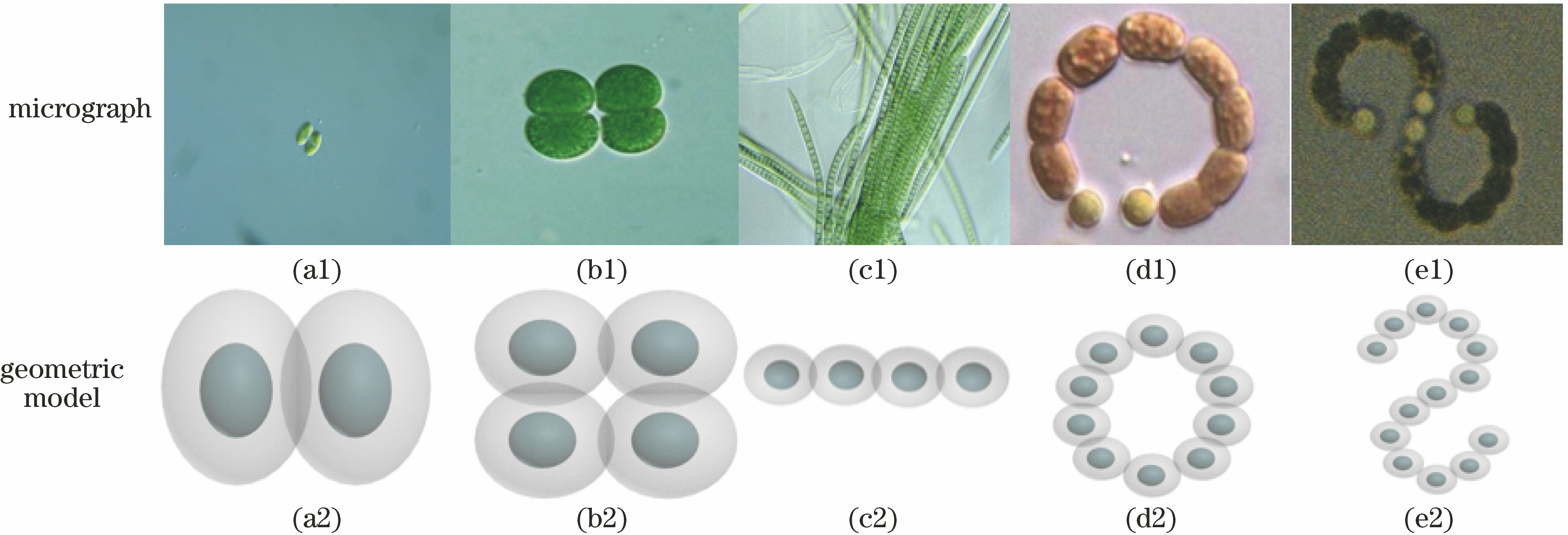 Micrographs and geometric models of several common cyanobacteria. (a1)(a2) Binuclear shell cyanobacteria particle aggregation; (b1)(b2) tetra-core shell cyanobacteria particle aggregation; (c1)(c2) cylindrical filamentous nuclear shell cyanobacteria particle aggregation; (d1)(d2) ring-shaped filamentous nuclear shell cyanobacteria particle aggregation; (e1)(e2) S-shaped filamentous nuclear shell cyanobacteria particle aggregation
