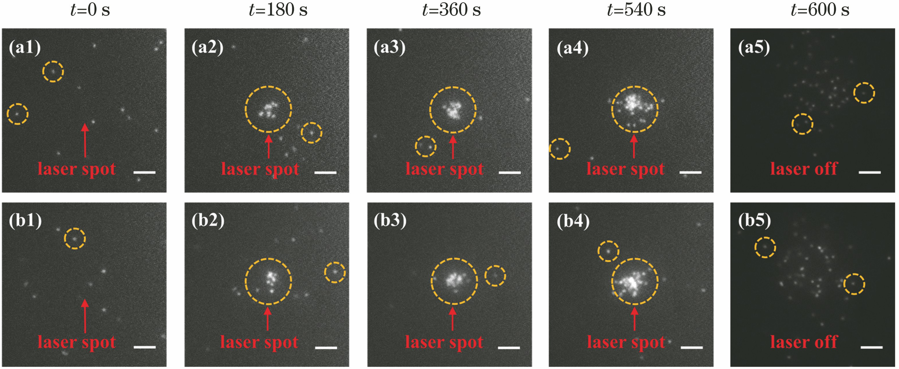Dark field imaging of gold nanoparticles trapped by laser (scale bar is 5 μm). Arrow represents the position of the focal spot, circles represent gold nanoparticles. (a1)--(a5) Dark field imaging of gold nanocubes trapped by laser; (b1)--(b5) dark field imaging of gold nanospheres trapped by laser