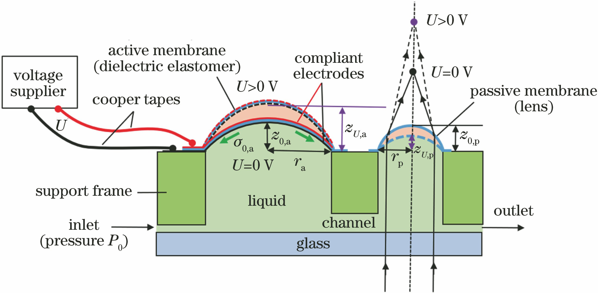 Schematic diagram of the tunable liquid lens driven by dielectric elastomer