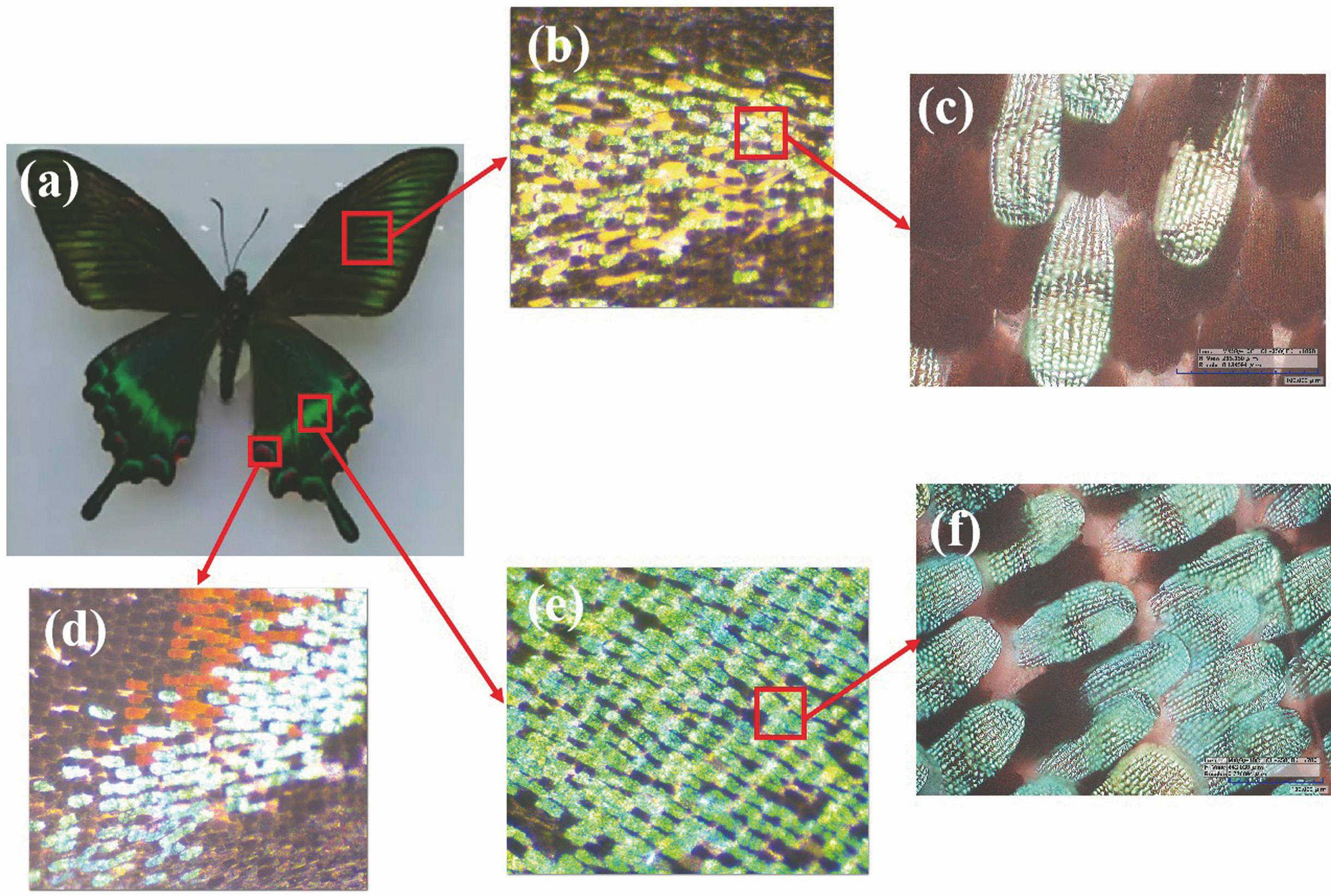 Optical microscopic images of the Achillidesbianor Cramer scales. (a) Achillidesbianor Cramer; (b)--(c) colored scales of the forewing; (d)--(f) colored scales of the hindwing