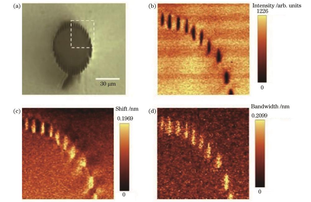 Femtosecond laser direct writing of Tm∶YAP waveguide. (a) Optical transmission micrograph of cladding waveguide fabricated in Tm∶YAP crystal; spatial 2D distributions of micro-photoluminescence (μ-PL) (b) intensity, (c) shift, and (d) bandwidth obtained from the cladding waveguide cross section, and the μ-PL analysis is conducted in the dashed frame in Fig. 1(a)