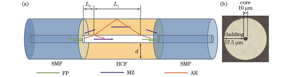 Schematic of sensor structure. (a) Schematic of S-H-S structure; (b) HCF endface diagram