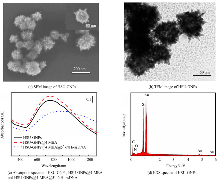 SEM and TEM images, EDS spectrum of HSU-GNPs, and the UV-vis absorption spectra of HSU-GNPs, HSU-GNPs@4-MBA and HSU-GNPs@4-MBA@5'-NH2-ssDNA probes.