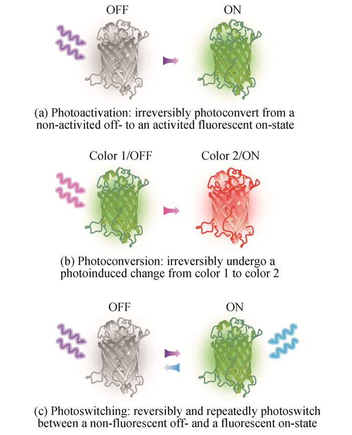 Schematic diagram of various photoswitching modes of fluorescence proteins