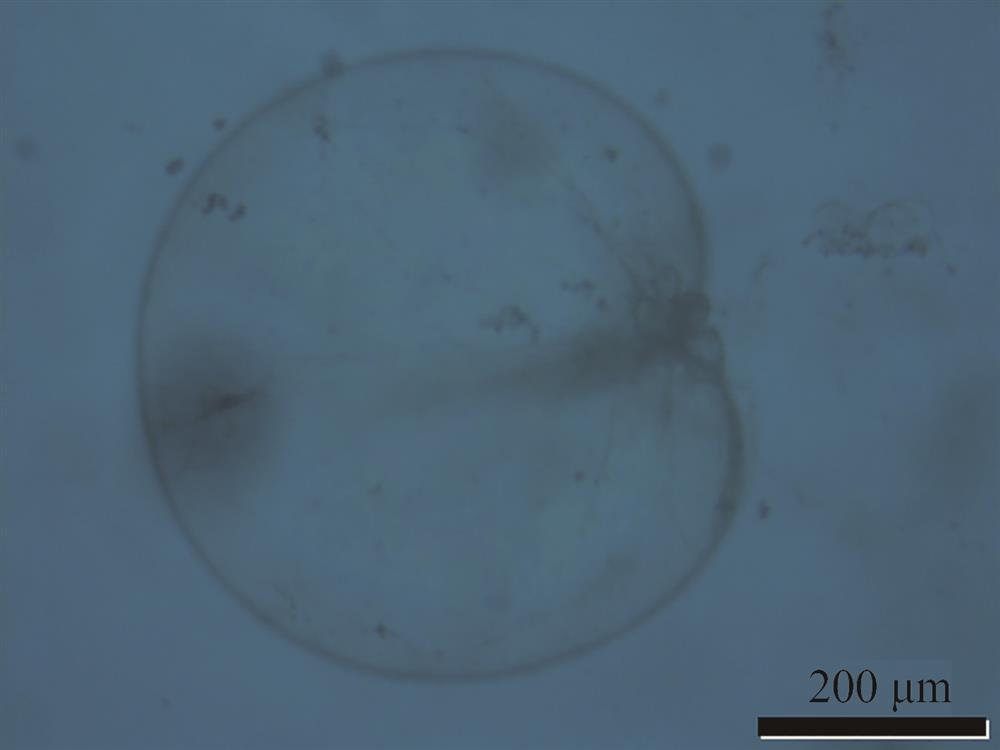 Bioluminescent aquatic organisms of pyrocystis noctiluca under the olympus microscope
