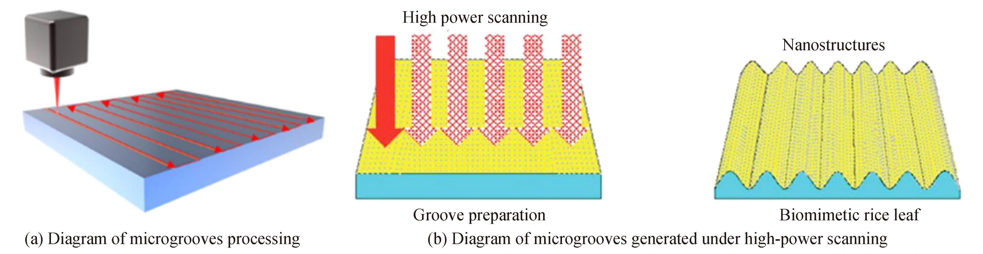 Preparation of microgrooves structure by femtosecond laser［23-24］