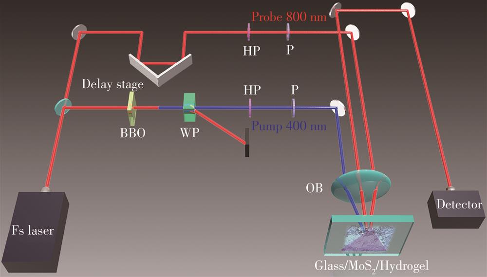 Femtosecond laser pump-probe system