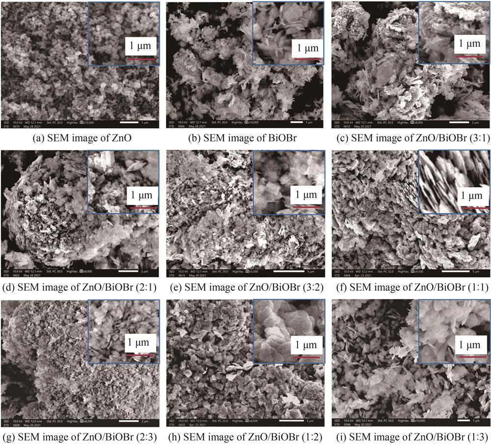 The SEM images of samples