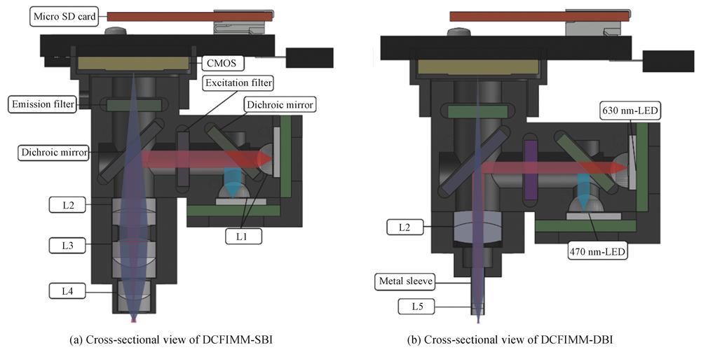 The cross-sectional view of DCFIMM-SBIand DCFIMM-DBI