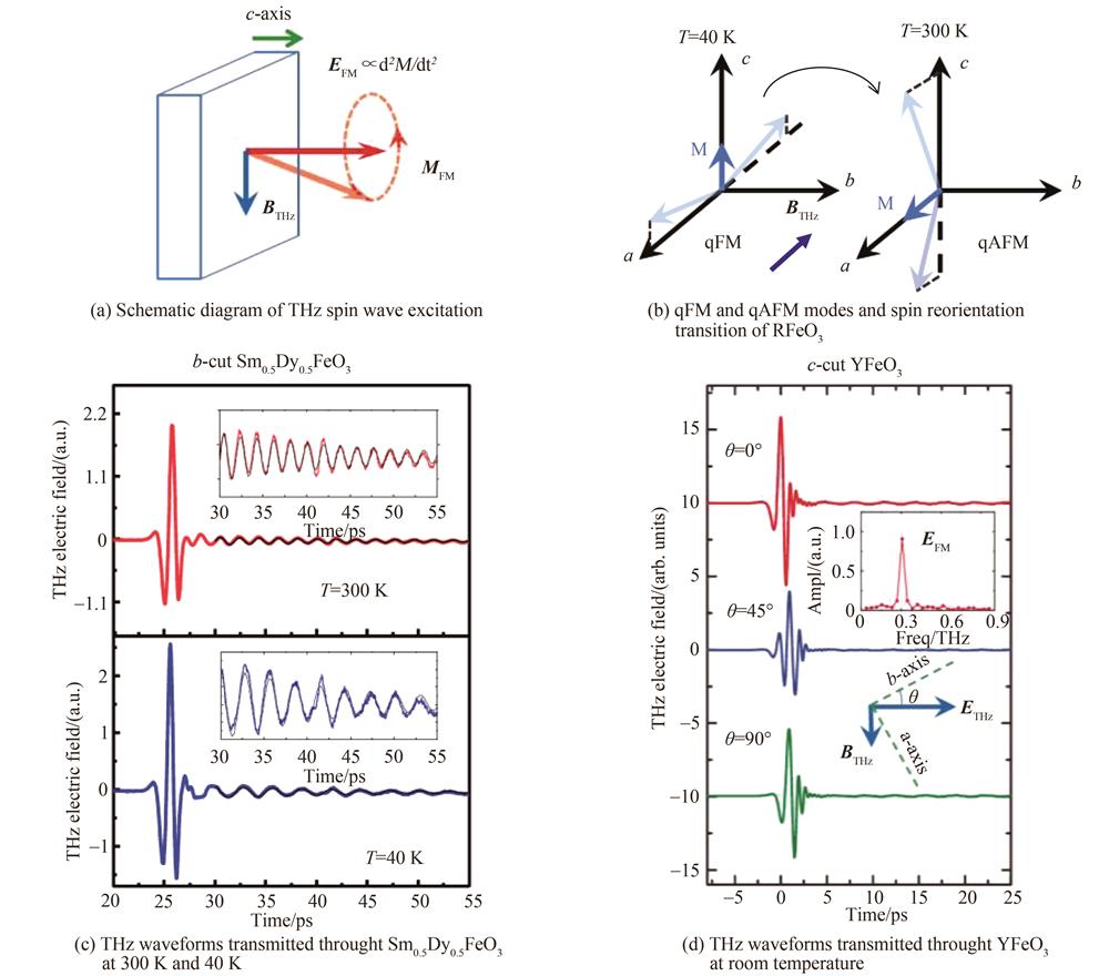 Terahertz spin wave excitation and spin reorientation transition of RFeO3［49，54］