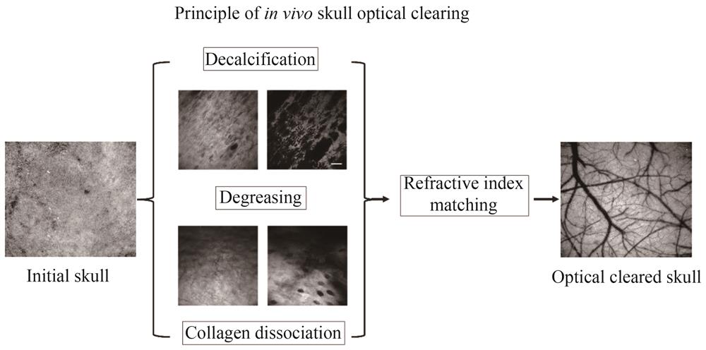 Basic principle of in vivo skull optical clearing［50-51］
