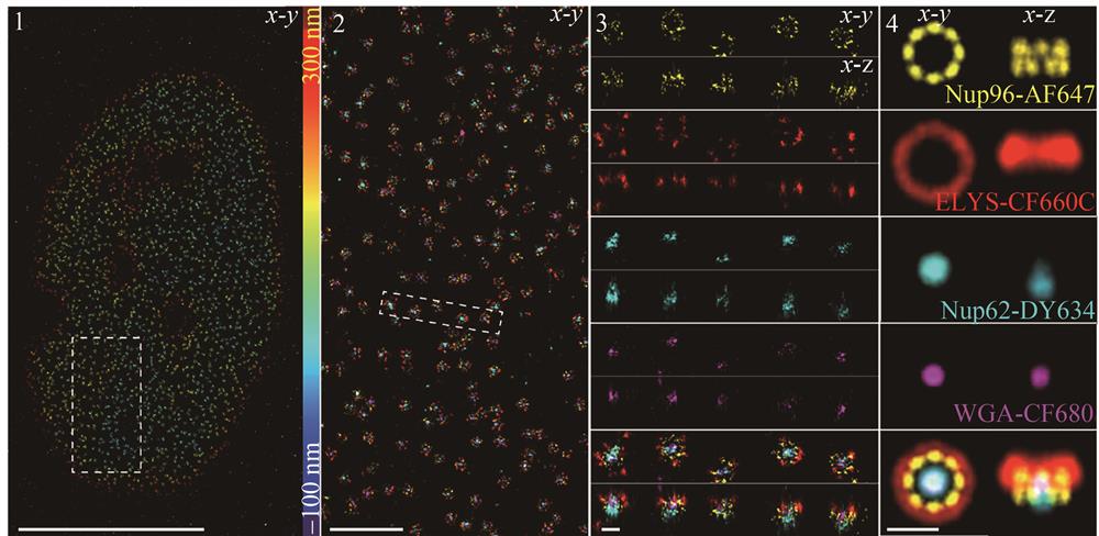 Performance of globLoc on ratiometric multi-color data. 4 color 3D imaging of Nup62-DY634，Nup96-AF647，ELYS-CF660C and WGA-CF680 in the NPC［40］
