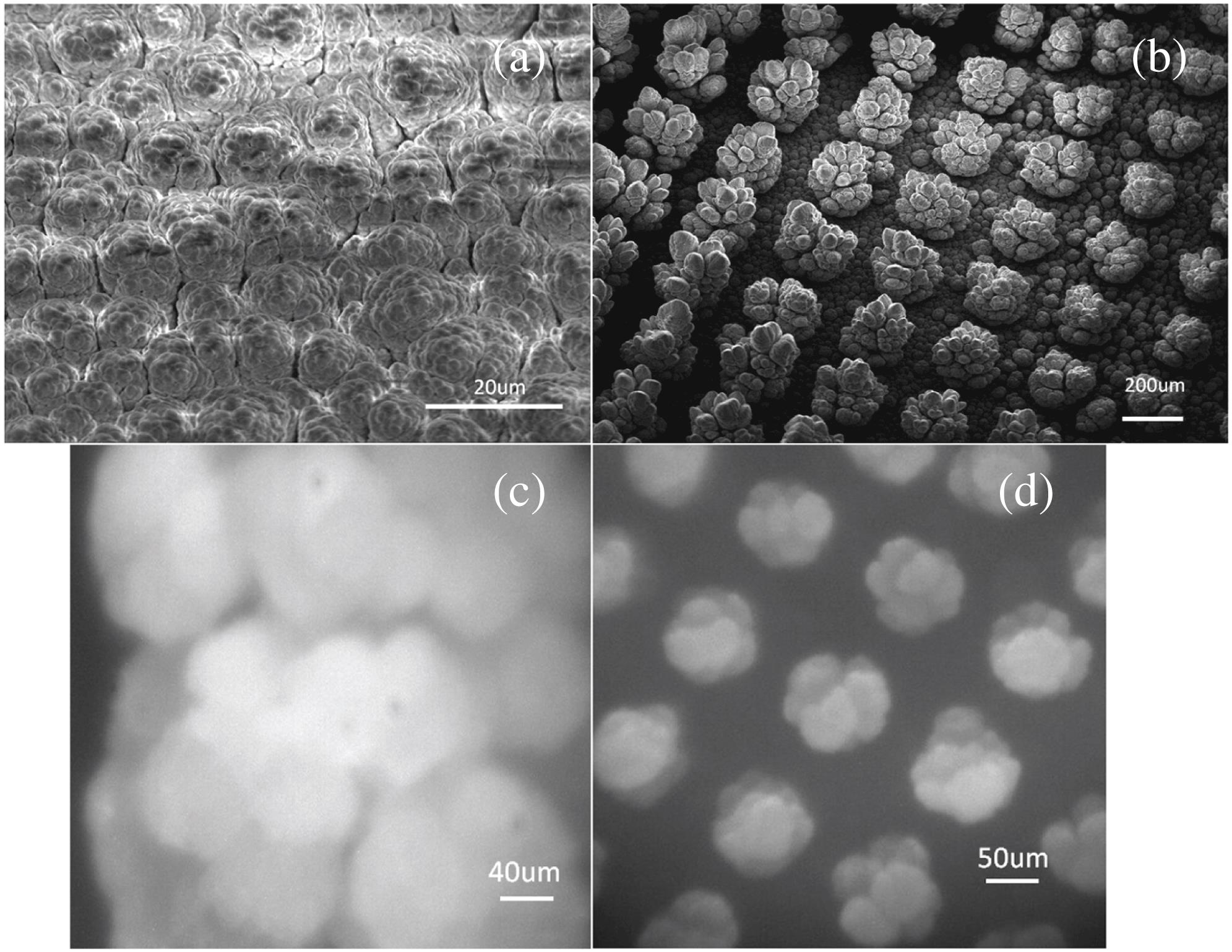 Snow morphology images. Images (a) and (c) are SEM and optical pictures of snow micro-columns without nucleation centers. Images (b) and (d) are SEM and optical pictures of snow micro-columns with nucleation centers.