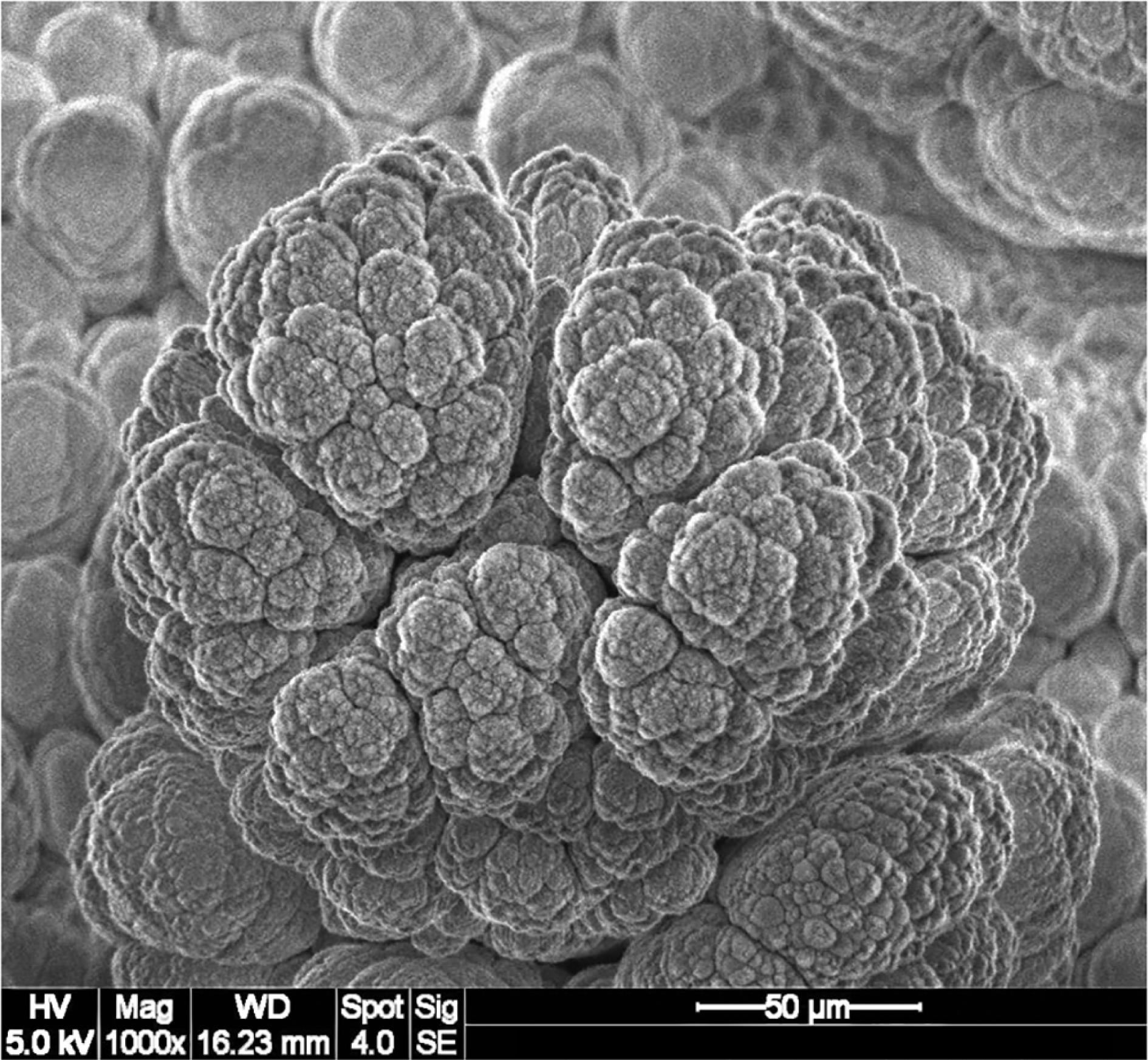 A typical SEM image of the target.