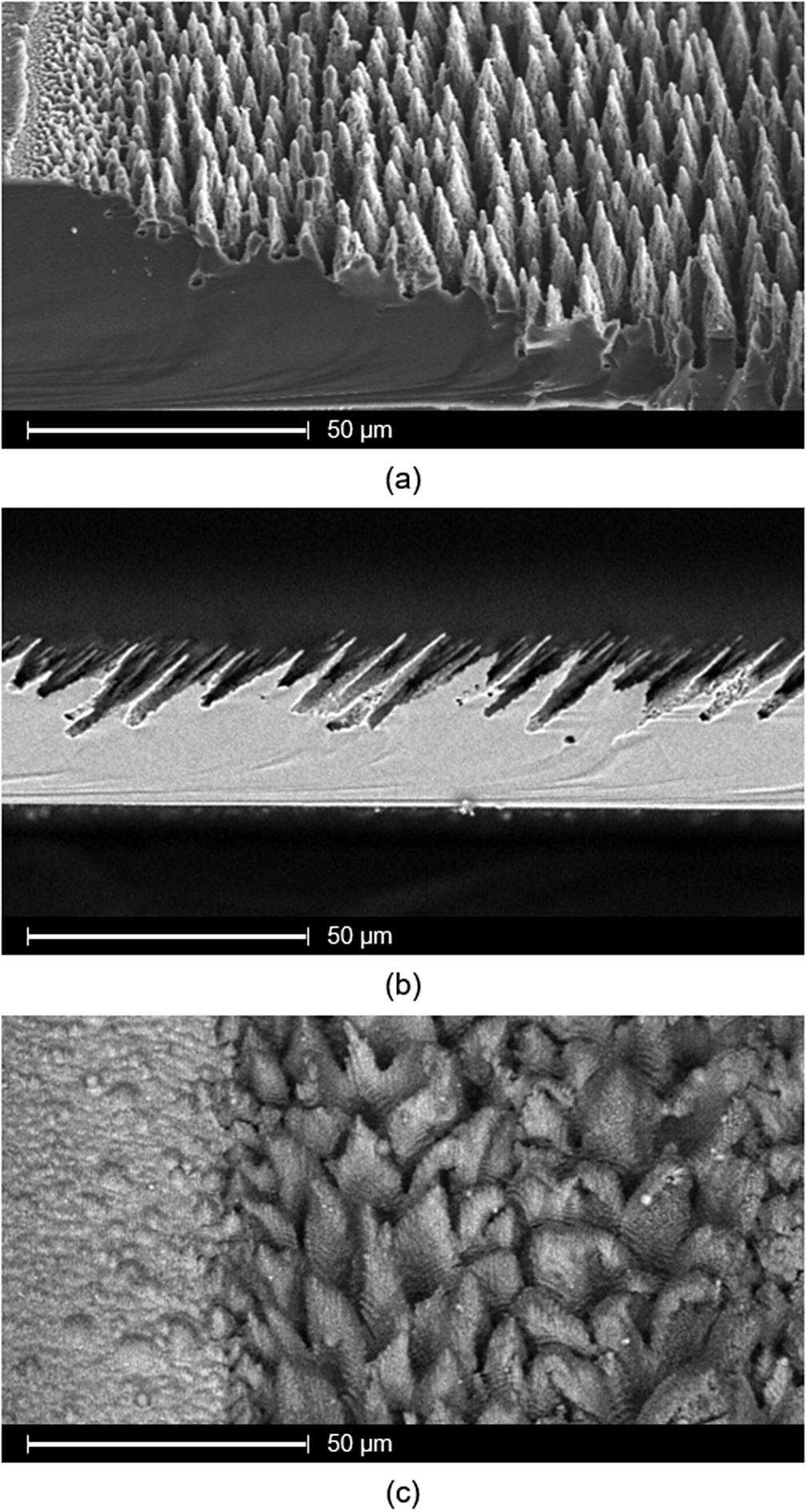 SEM images of laser-induced microstructures. The top and middle images show cross sections of Si processed in 600 mbar SF6. For (a) the pulse number was increased from 0 to 1500 pulses from left to right at a fluence of approximately 8 kJ m. The sample is viewed at 30°. The slanted structures in (b) are created with a laser incidence angle of 45°, a fluence of approximately 9 kJ m and roughly 1000 pulses. This sample is viewed at 90°. The bottom image (c) shows Ti microstructures fabricated in 7 mbar vacuum with different laser fluences. Low fluences below the ablation threshold lead to ripples (left third) whereas higher fluences (up to 20 kJ m) generate broad cones (two thirds on the right).