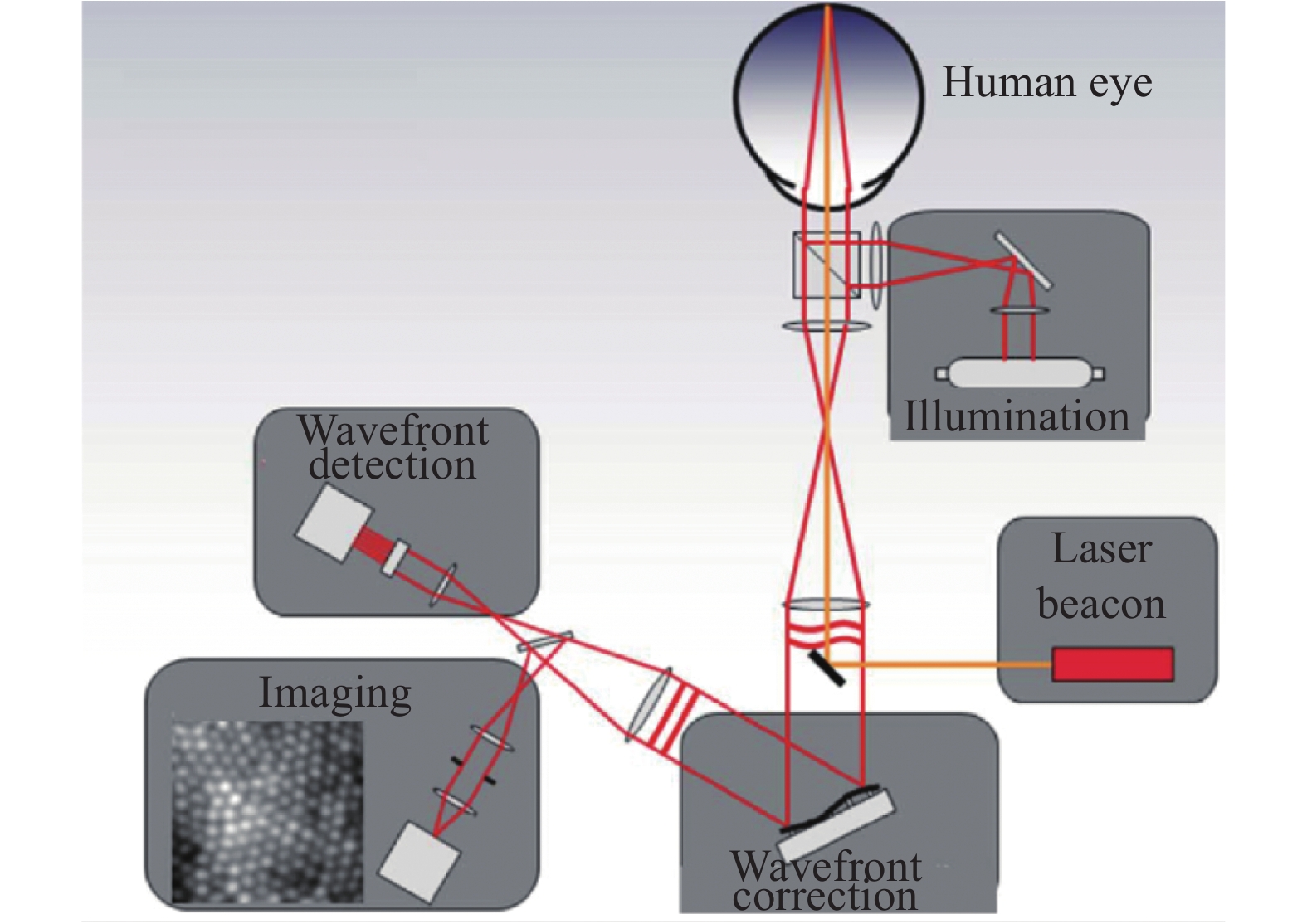 Schematic diagram of adaptive optics system for retinal imaging