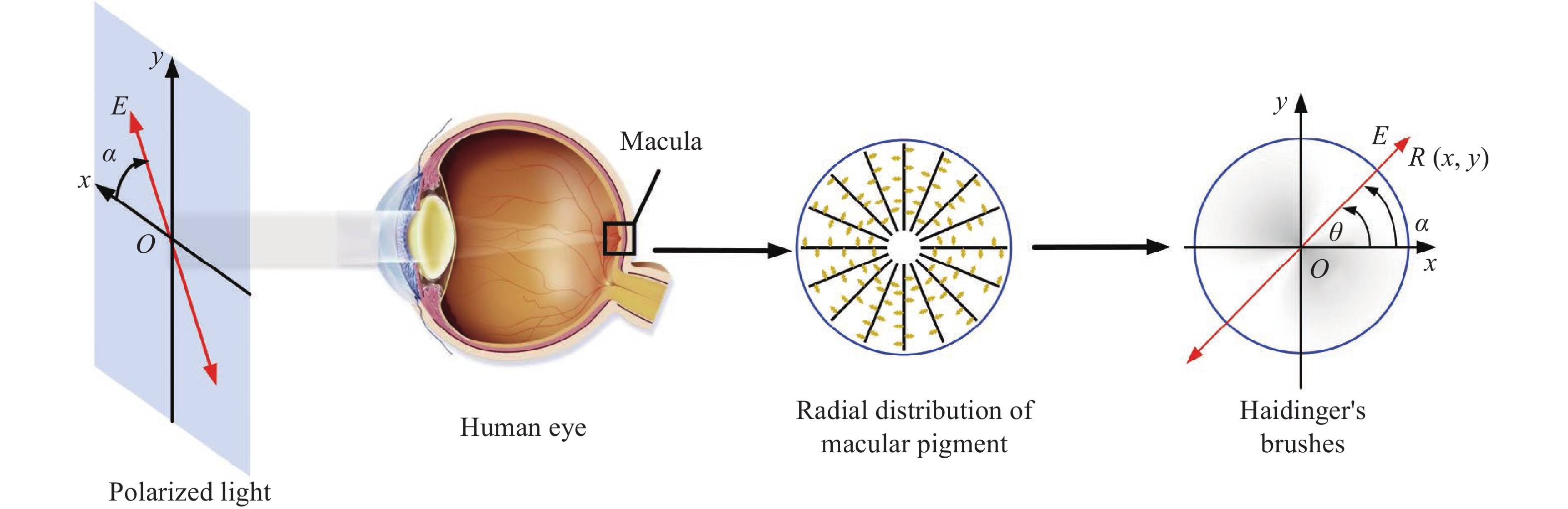 Simplified model diagram of human eye Haidinger's brushes imaging