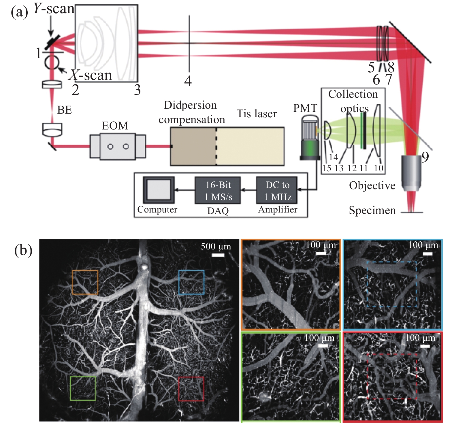 Design of a large-FOV two-photon microscope system using optical invariant analysis. (a) Optical layout; (b) Cerebral vasculature imaged over the mouse cortex with the large-FOV two-photon microscopy