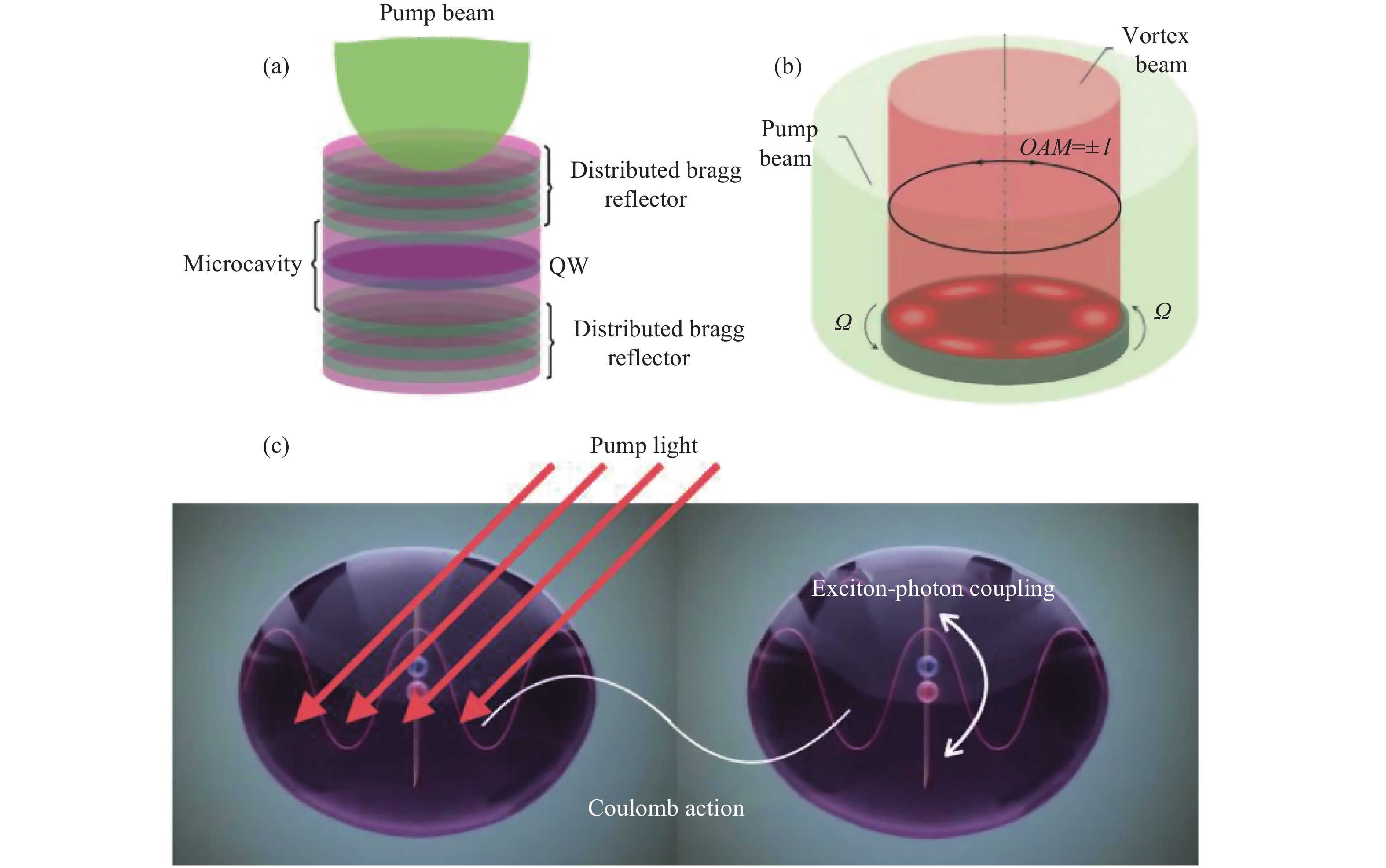 Exciton polariton system in microcavity of quantum vortex gyroscope. (a) Flat microcavity structure driven by pump light; (b) System of exciton polariton condensates on the rotational state; (c) Formation process of exciton polariton under light excitation[15]