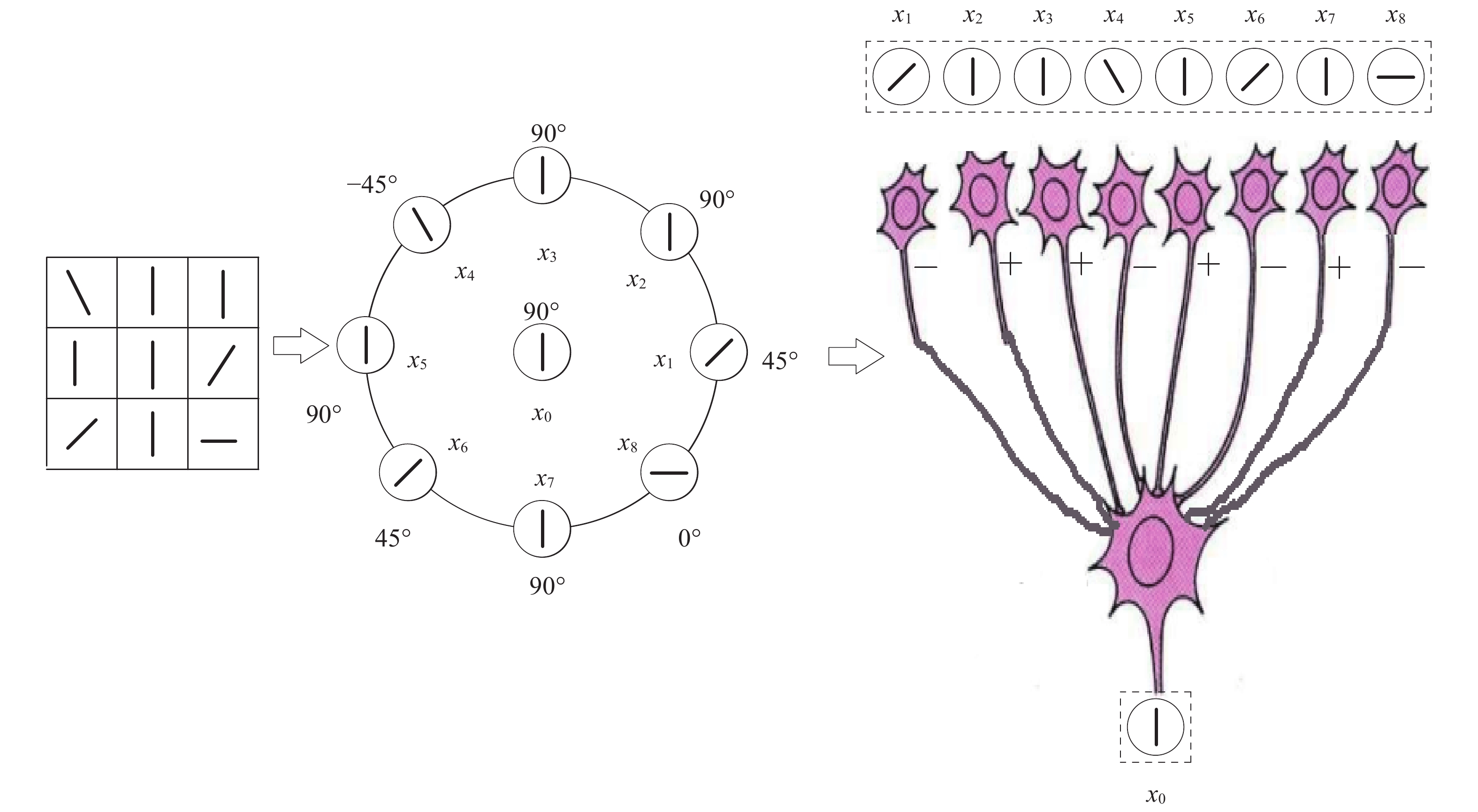 Illustration of the excitation and inhibition response of neurons in the local receptive field