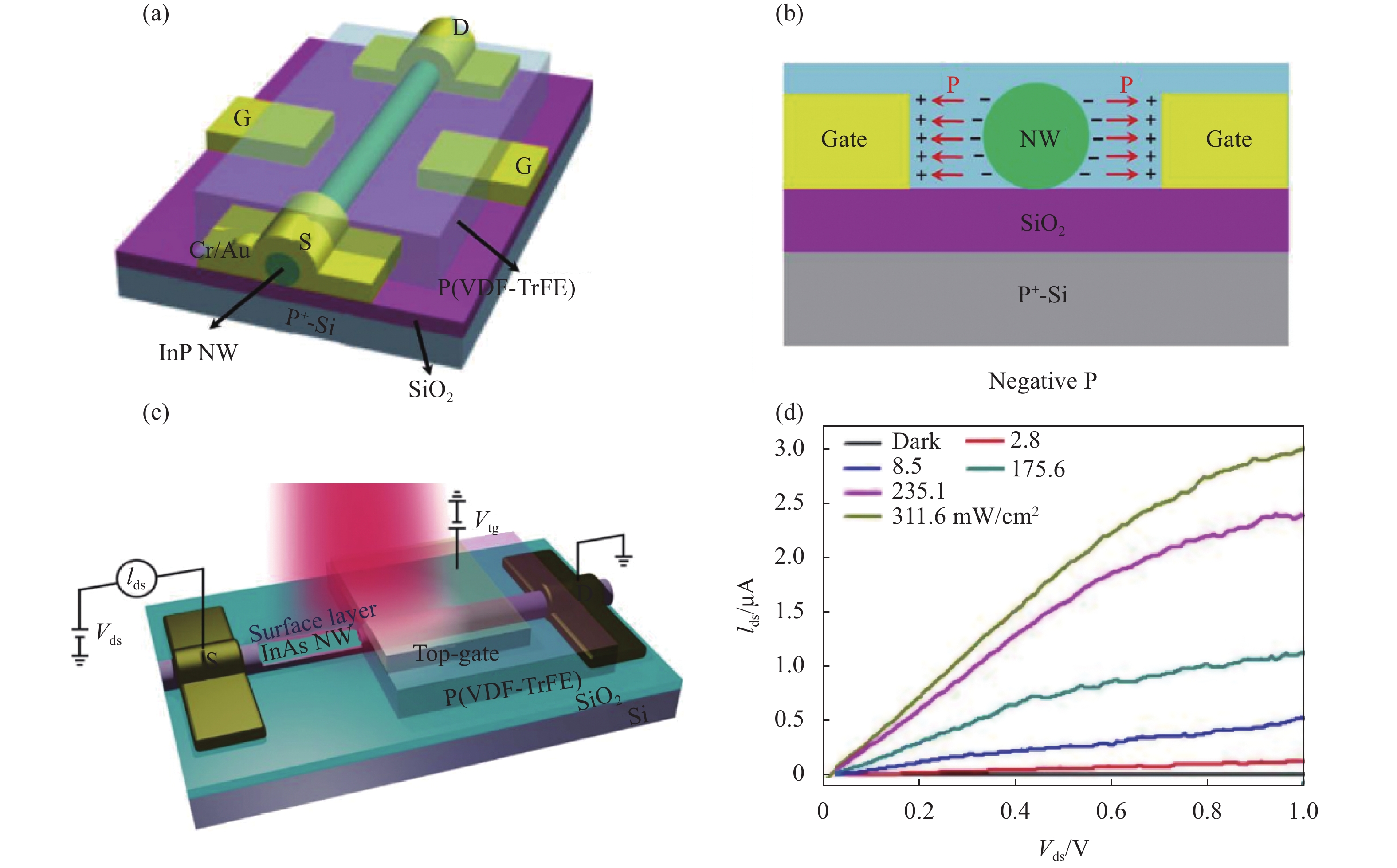 Ferroelectric localized field-enhanced nanowire photodetectors. (a) Device structure schematic of ferroelectric side-gated single InP NW； (b) Working principle diagram of the device in the negative polarization state[15]； (c) Device structure schematic of ferroelectric top-gated single InAs NW； (d) Output characteristic curves of the device for 3.5 μm exciting light at different power densities[18]