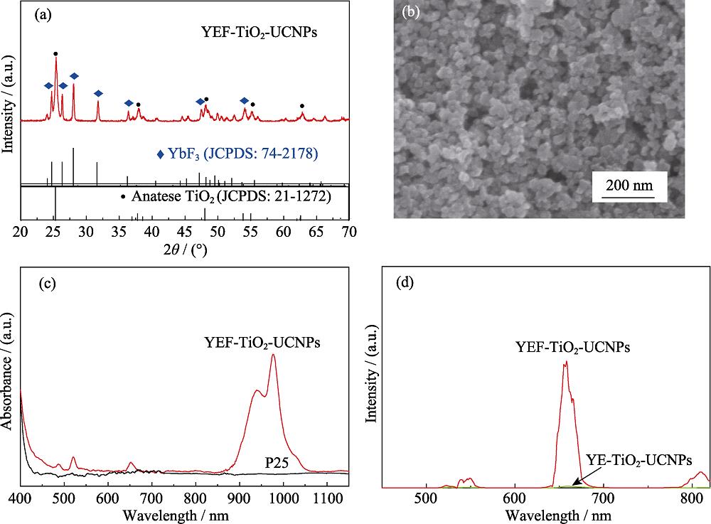 (a) XRD pattern and (b) SEM image of YEF-TiO2-UCNPs; (c) UV-Vis-NIR absorption spectra of YEF-TiO2-UCNPs and P25; (d) Upconversion fluorescence spectra of YEF-TiO2-UCNPs and YE-TiO2-UCNPs, under 980 nm excitation