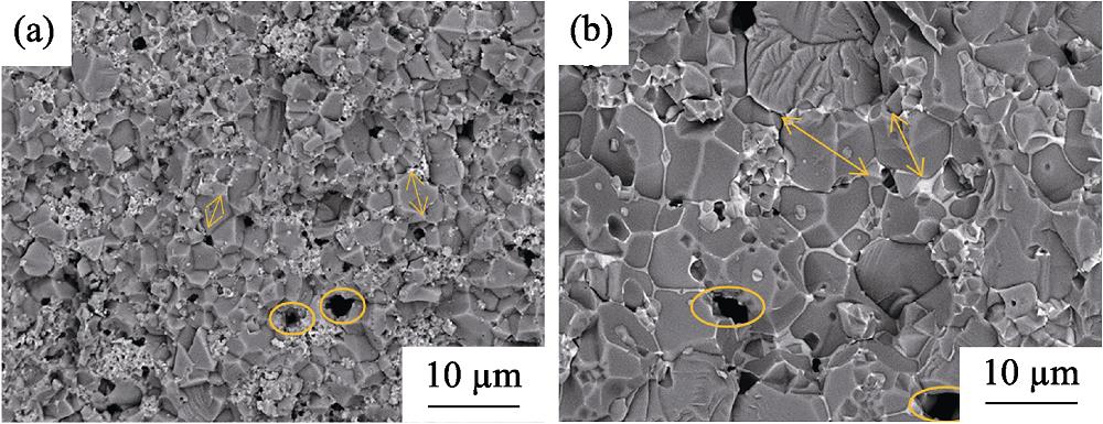 SEM images of the samples sintered at 1000 (a) and 1150 ℃ (b)