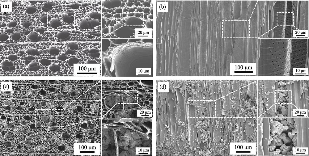 SEM images of bare wood carbon ((a, b)) and Ti3C2Tx/wood carbon ((c, d))