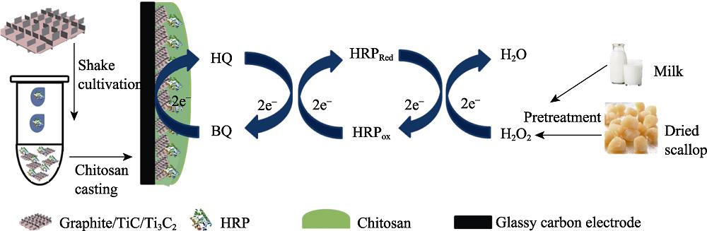 Schematic illustration for fabrication of HRP@MXene (Graphite/TiC/Ti3C2)/chitosan/GCE and H2O2 sensing principle of HRP@MXene/chitosan/GCE