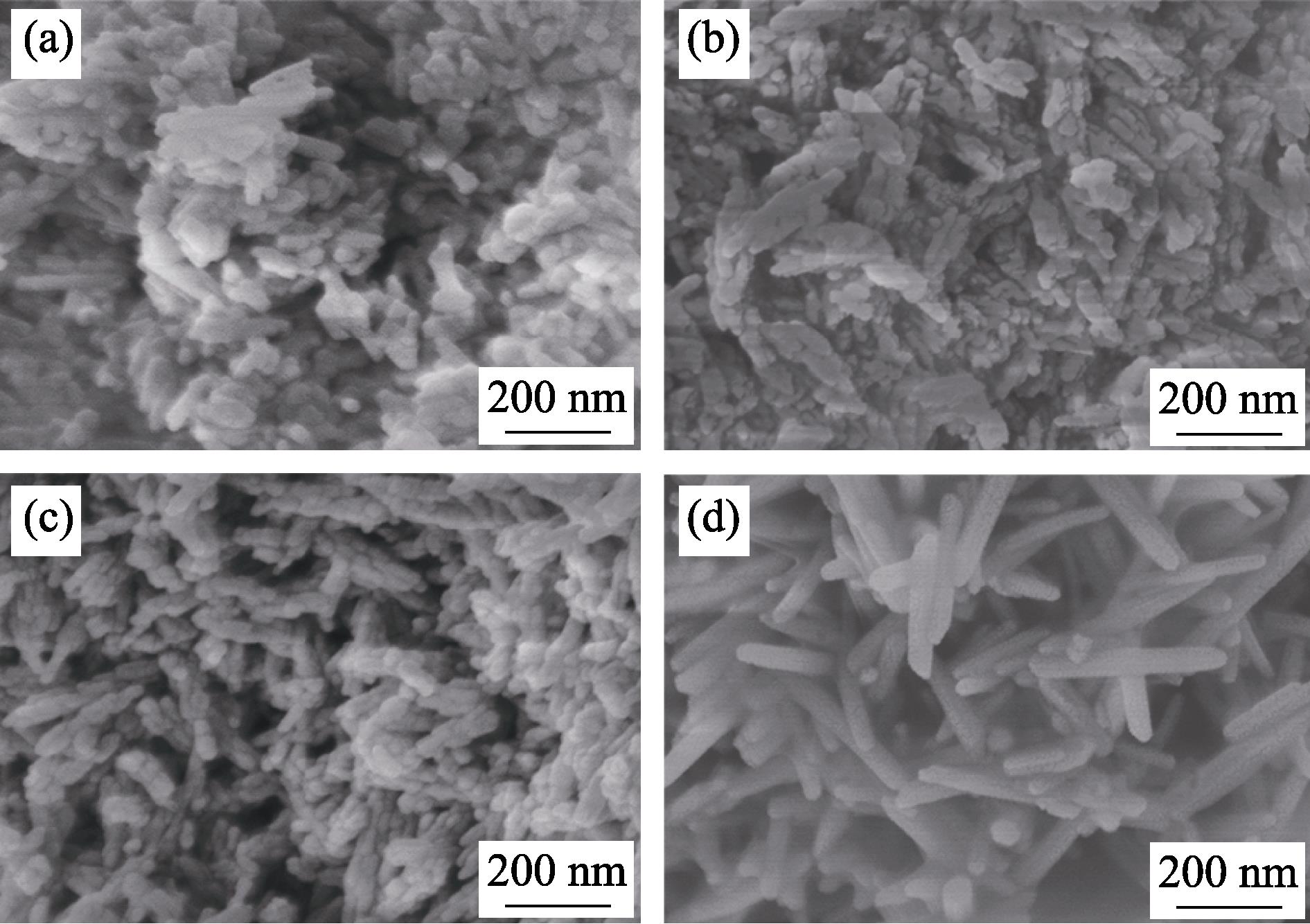 SEM images of HA and Sr-doped HA nanoparticles (a) HA; (b) 10%Sr-HA; (c) 50%Sr-HA; (d) 100%Sr-HA