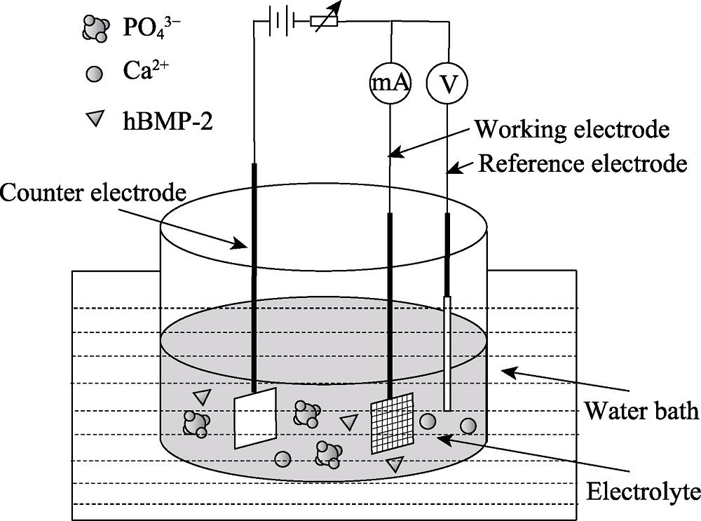 Schematic diagram of preparation of composite coating on titanium mesh surface by electrochemical co-deposition