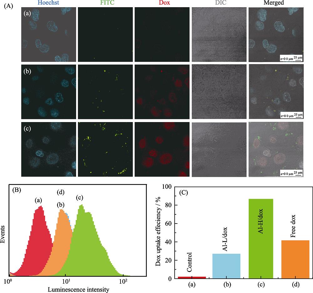 (A) Confocal laser scanning micrographs of cellular uptake of Al-H/Dox samples by DU145 cells after coculture for 0.5 (a), 2.5 (b) and 24 h (c); (B) Histogram and (C) quantitative results of Dox cellular uptake efficiency (E%) by DU145 cells incubated for 2 h with (a) control, (b) Al-L/Dox at 5 μg/mL of particles, (c) Al-H/Dox at 5 μg/mL of particles, and (d) free Dox with an equivalent amount of Dox loaded onto Al-H/Dox samples