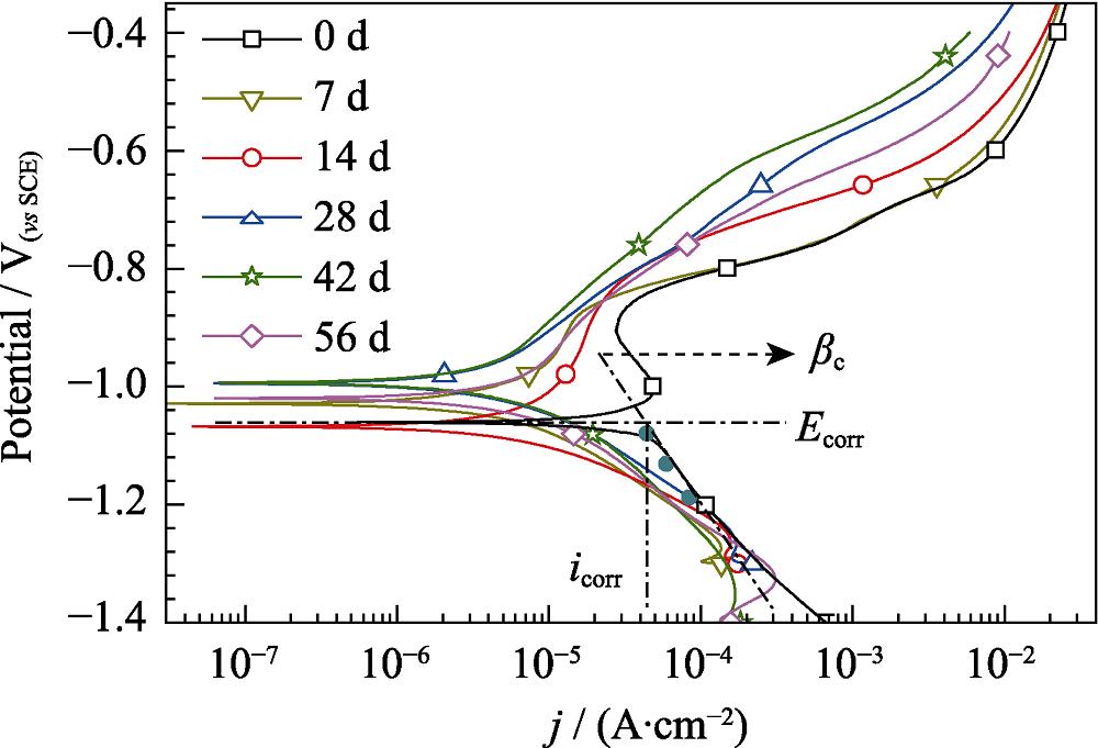Potentiodynamic polarization curves of Zn immersed in Ringer’s solution at (37±0.5) ℃ for 7, 14, 28, 42 and 56 d