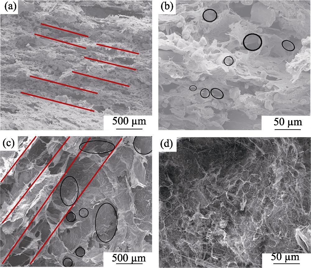 SEM micrographs of the as-prepand sepiolite porous ceramics