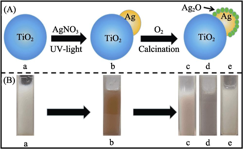 (A) Schematic diagram of preparation for TiO2/Ag-Ag2O and (B) their corresponding photographs