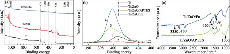 (a) XPS spectra of Ti, Ti/ZnO, and Ti/ZnO/Fn, (b) high-resolution spectra of N1s peak of Ti, Ti/ZnO, Ti/ZnO/APTES, and Ti/ZnO/Fn, and (c) FT-IR spectra of Ti/ZnO/APTES and Ti/ZnO/Fn Ti/ZnO/APTES: Ti disc with ZnO nanofilm modified with APTES