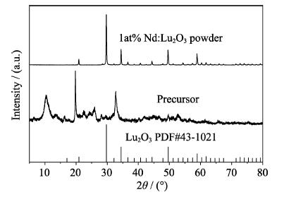 XRD patterns of the as-synthesized precursor and 1.0at%Nd:Lu2O3 powder calcined at 1100 ℃ for 4 h