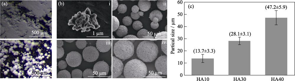 (a) Optical micrographs and (b) SEM images of HA powders with and without microsphere structure (< 60 μm) ((i) HA0, (ii) HA10, (iii) HA30, (N) HA50), and their (c) particle size statistics after successive sieving