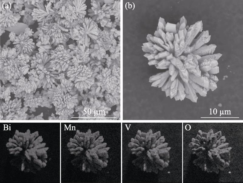 SEM images and EDX elemental mappings of the hydrothermal synthesized BiMnVO5 powder