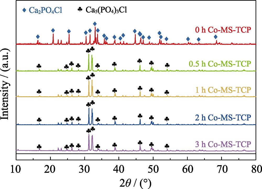XRD patterns of Co-MS-TCP powders prepared by molten salt method with different holding time