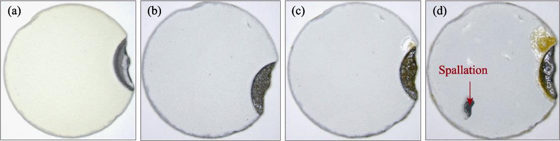 Macro-photographs of Yb2SiO5/Yb2Si2O7/Si coating after molten salt corrosion for different time