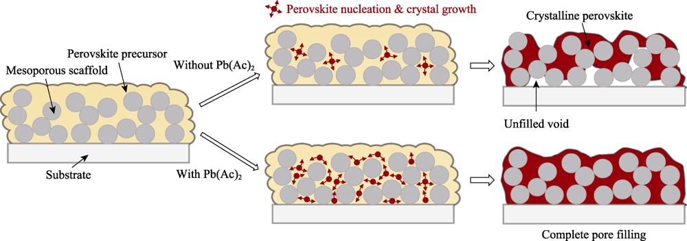 Schematic diagram of perovskite crystallization process in mesoporous layer of precursor solutions with and without Pb(Ac)2