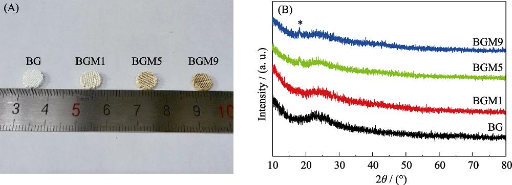 (A) Optical picture and (B) XRD patterns of BG and BGM scaffolds