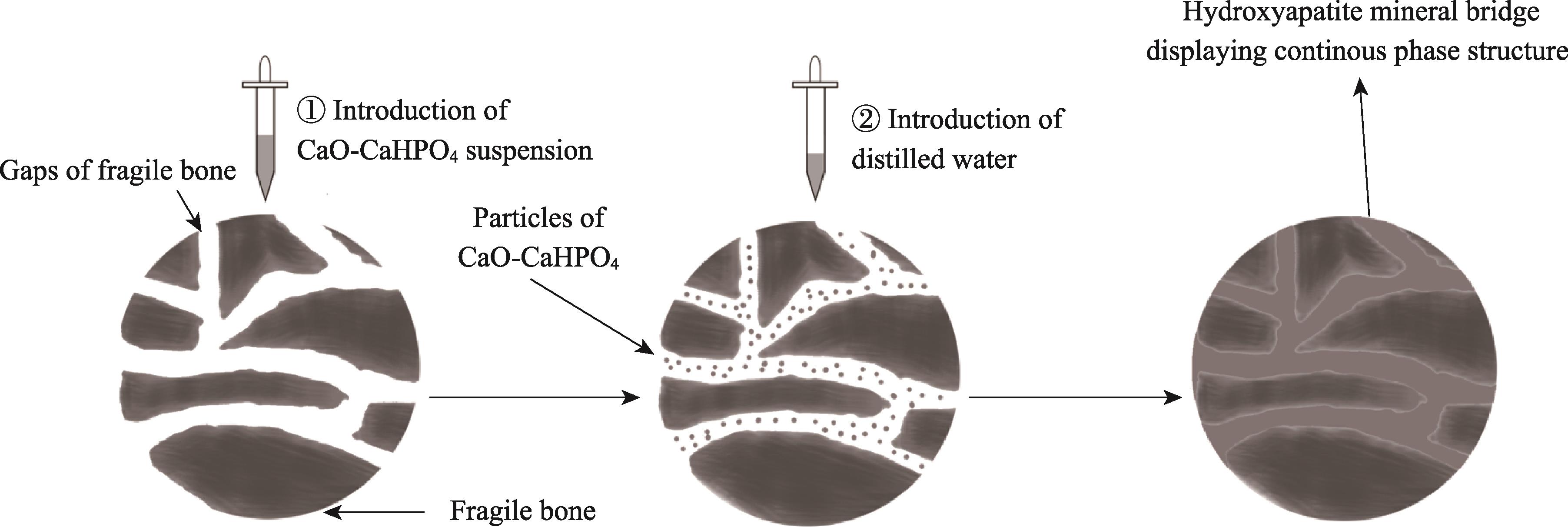 Consolidation mechanism of weathered bones using calcium oxide-calcium hydrogen phosphate dispersion in alcohol as consolidant