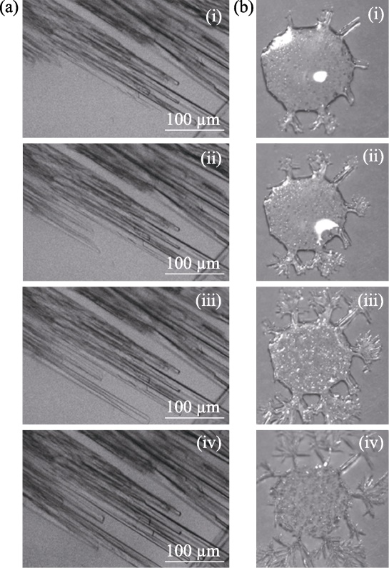 In-situ optical microscope crystallization images of KDP growth
